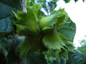 Noisettes , Noisetiers x Drummond